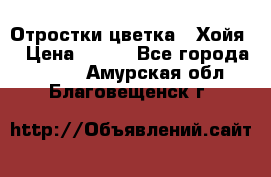 Отростки цветка  “Хойя“ › Цена ­ 300 - Все города  »    . Амурская обл.,Благовещенск г.